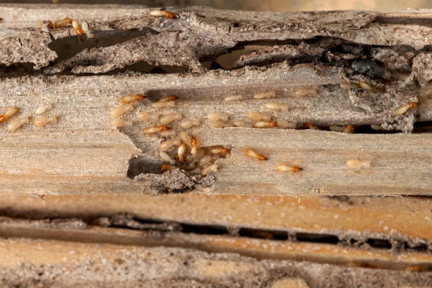 Best Best Pest Control Companies  in Valley Falls, RI